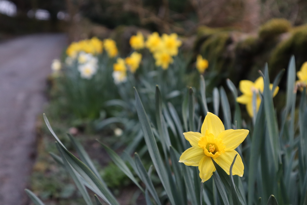 Springtime daffodils