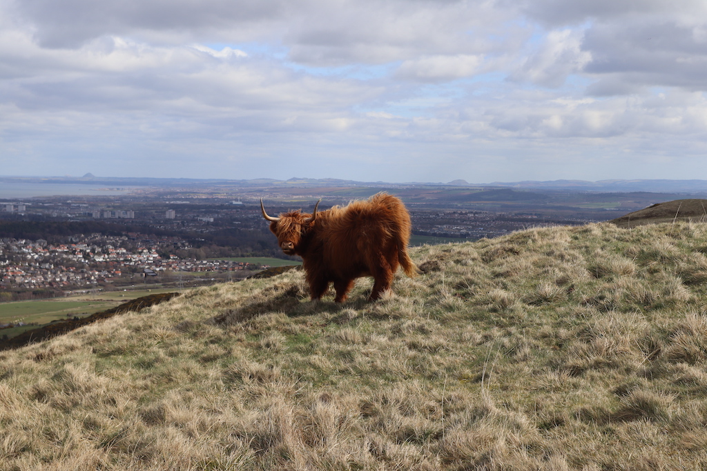 A Scottish cow enjoying the view