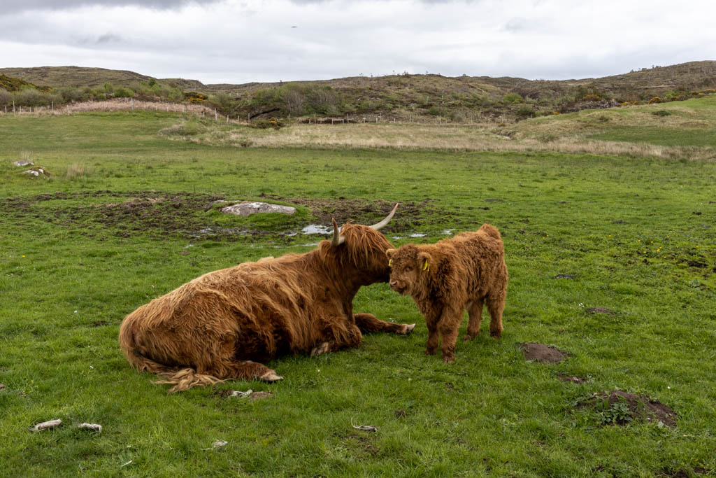 Highland calf with its mother