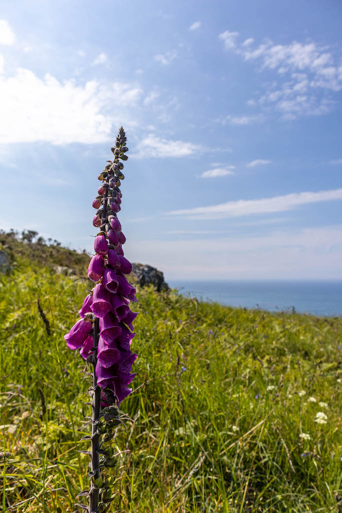 Foxgloves along the Pembrokeshire cliffs